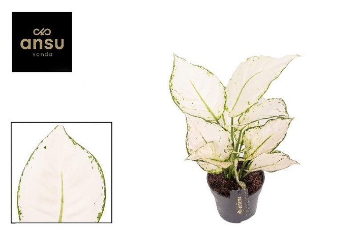 <h4>Aglaonema White Joy</h4>