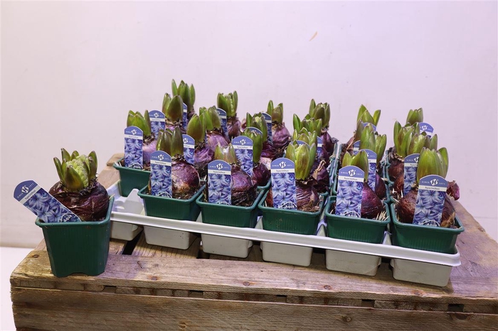 <h4>arr8 Hyacin Aqua</h4>