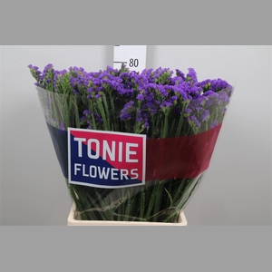 Lim S Cryst Dark Blue