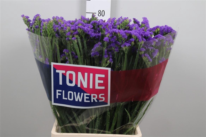 <h4>Lim S Cryst Dark Blue</h4>