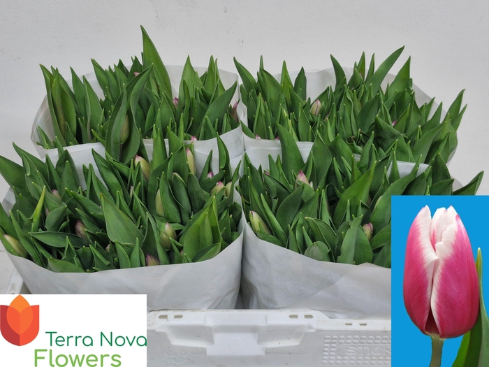 <h4>TU EN KAMALIYA</h4>