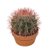 Ferocactus pilosus terra cotta stainesii, 0412FST