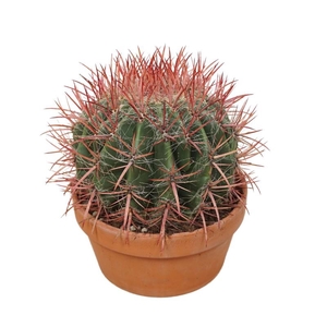Ferocactus pilosus terra cotta stainesii, 0412FST