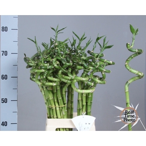 Drac Bamboo Spiraal 70 Cm