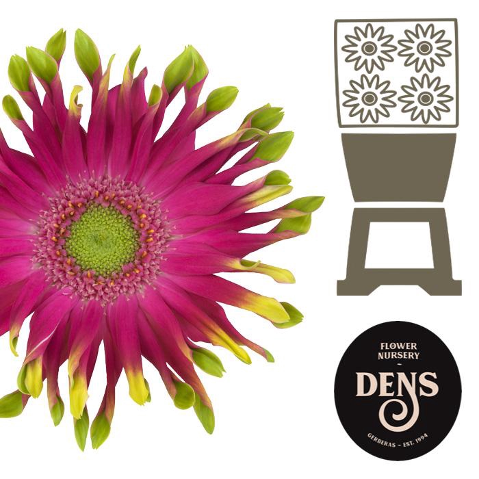 <h4>Gerbera Pastini Milazzo Diamond</h4>