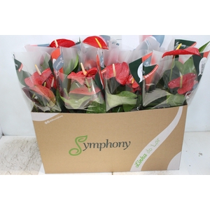 ANTHURIUM QUERIDA P15