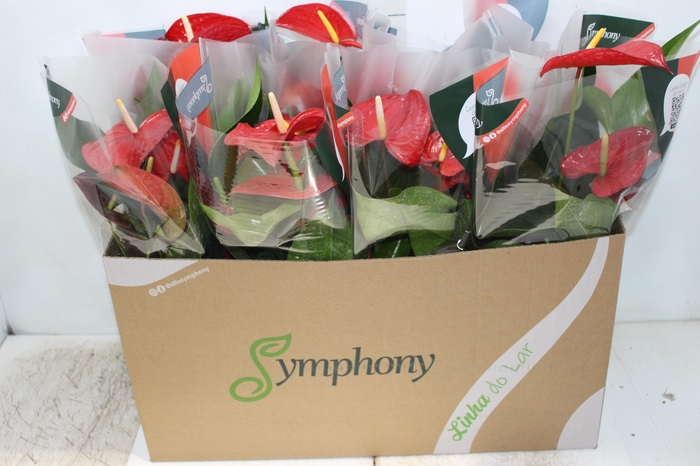 <h4>ANTHURIUM QUERIDA P15</h4>