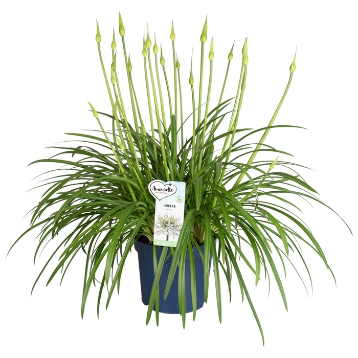 <h4>Agapanthus Amourette Superb White, 15+ tak</h4>