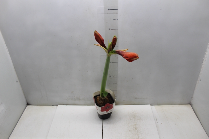 <h4>AMARYLLIS P14</h4>