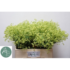 ALCHEM M ROBUSTICA 60 cm