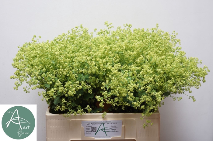 <h4>ALCHEM M ROBUSTICA 60 cm</h4>