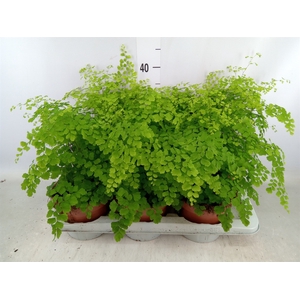 Adiantum raddi. 'Fragrans'