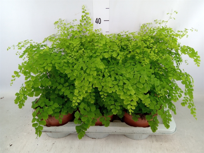 <h4>Adiantum raddi. 'Fragrans'</h4>