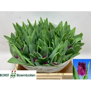 TU FR PURPLE CRYSTAL