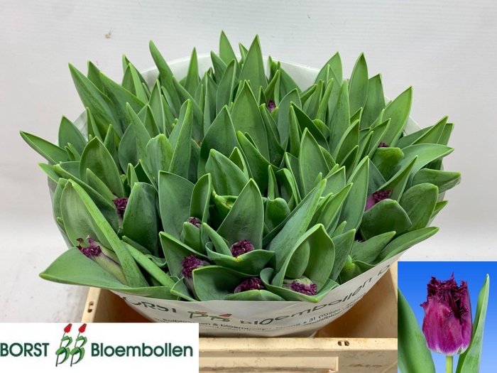 <h4>TU FR PURPLE CRYSTAL</h4>