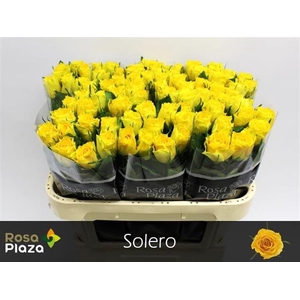 R GR SOLERO