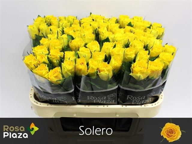 R GR SOLERO