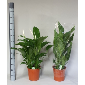 SPATH SWEET LAURETTA