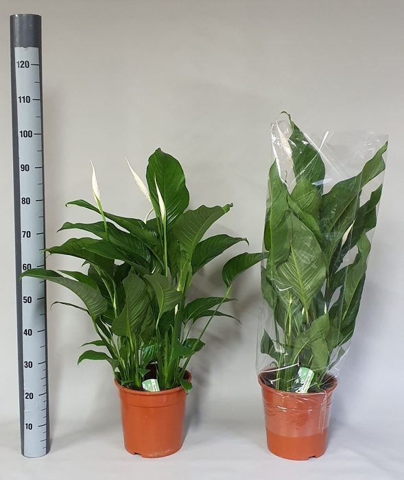 <h4>SPATH SWEET LAURETTA</h4>