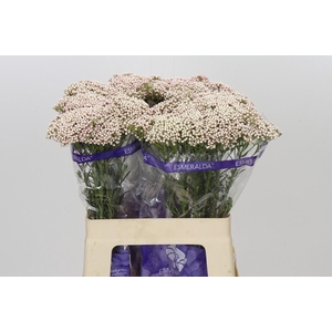 Ozothamnus Cooks Pink