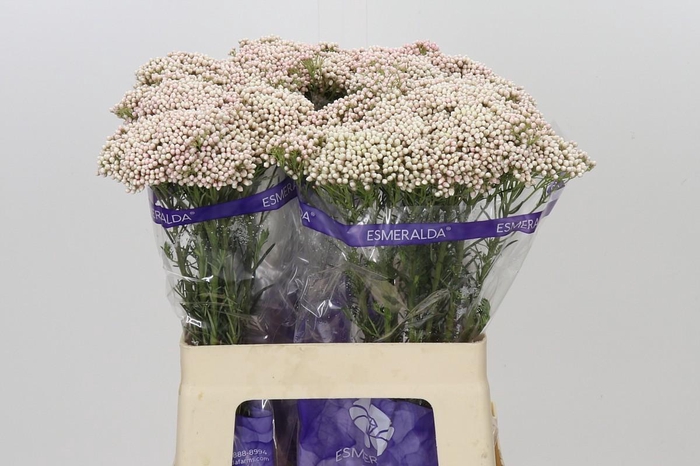 Ozothamnus Cooks Tall Pink