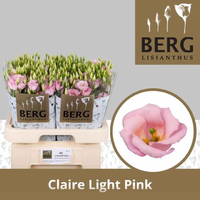 <h4>EUS E CLAIRE L PINK</h4>