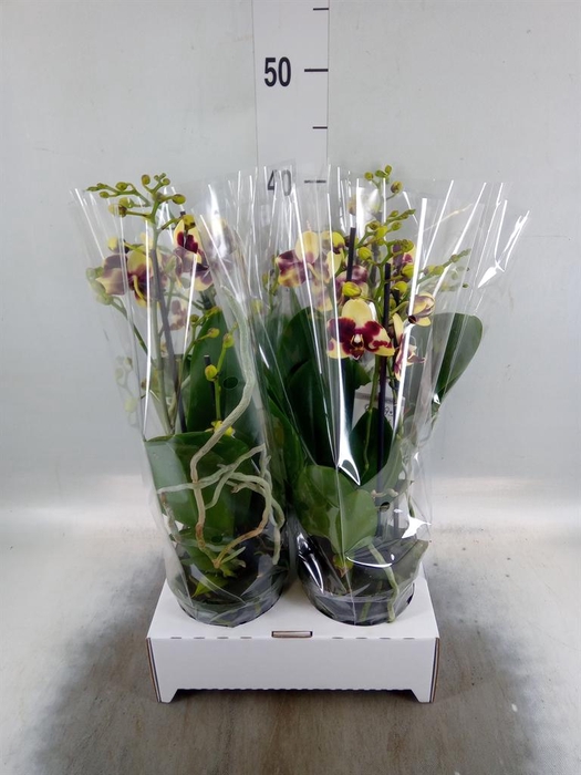 <h4>Phalaenopsis   ...</h4>