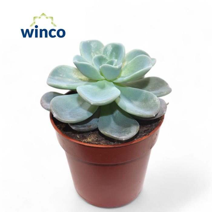 <h4>Echeveria Orpet</h4>