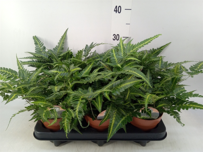 <h4>Arachniodes aristata 'Variegata'</h4>