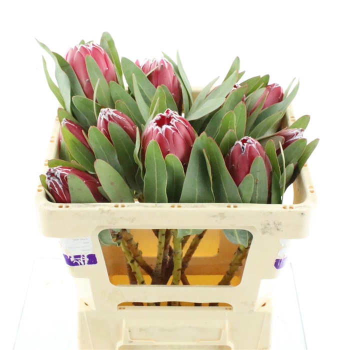 <h4>Protea Sheila</h4>