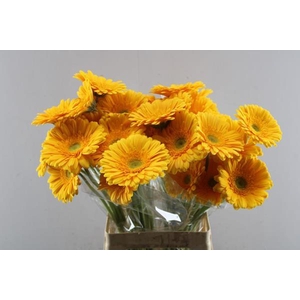 Ge Gr+ Submarine (geel)