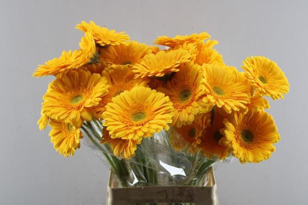 <h4>Ge Gr+ Submarine (geel)</h4>