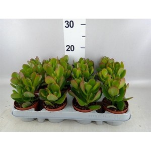 Crassula ovata