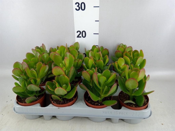 <h4>Crassula ovata</h4>