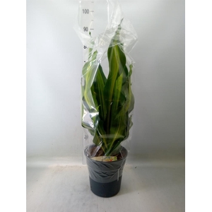 Dracaena frag. 'Burley'