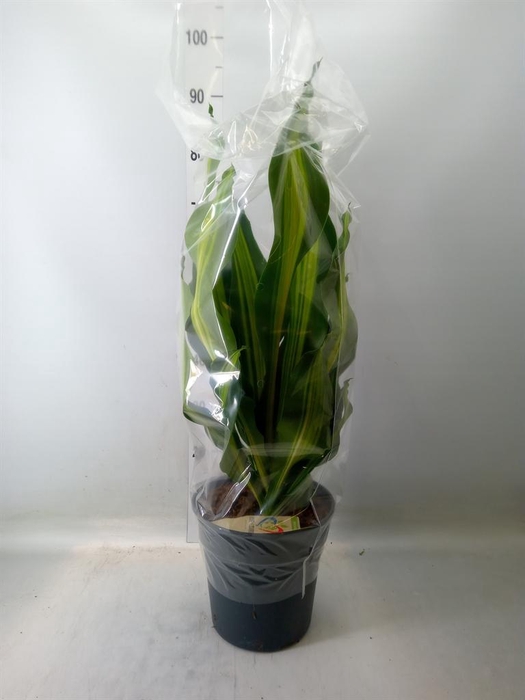 <h4>Dracaena frag. 'Burley'</h4>
