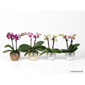 PHALAENOPSIS-HYBRID p6