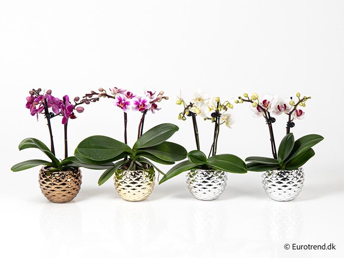 <h4>PHALAENOPSIS-HYBRID p6</h4>