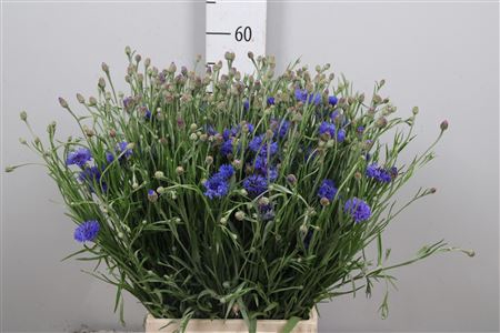 <h4>Centau Cyanus</h4>