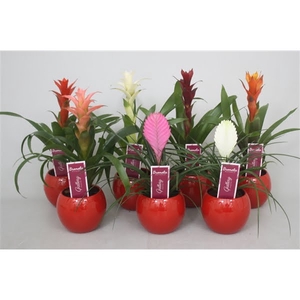 Bromelia gemengd in rode bolpot