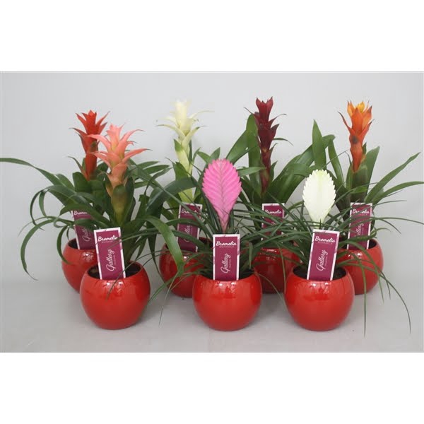 <h4>Bromelia gemengd in rode bolpot</h4>