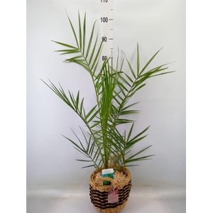 Arr.   Tuinplanten H%