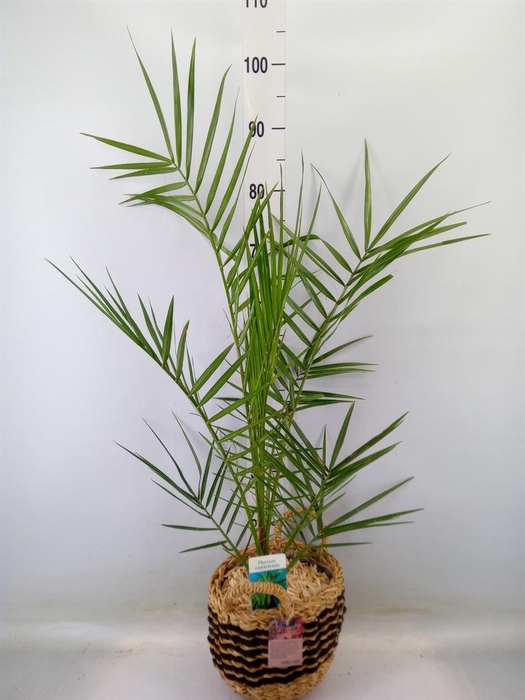 <h4>Arr.   Tuinplanten H%</h4>