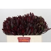 Leucadendron Saf Sunset Dark R.