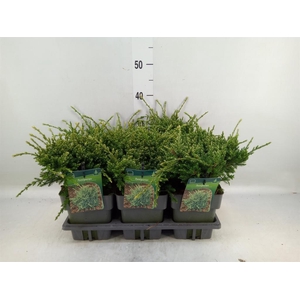 Juniperus squamata 'Holger'