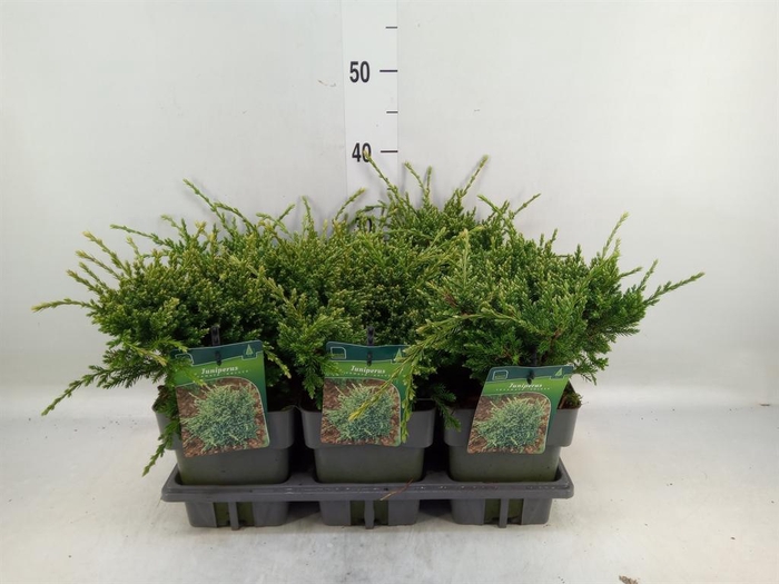 <h4>Juniperus squamata 'Holger'</h4>