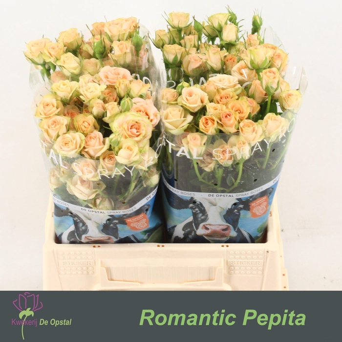 <h4>R TR ROMANTIC PEPITA</h4>