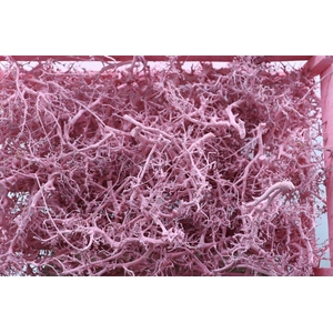 Bonsai Wood Pink P Crate