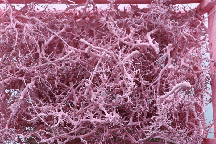 <h4>Bonsai Wood Pink P Crate</h4>