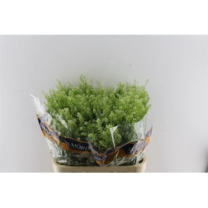 Thlaspi Green Bell 50 Gram
